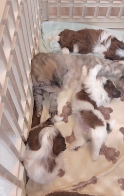 子犬たちに囲まれて寝転ぶ猫