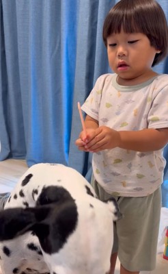 大型犬のブラッシングをする子供