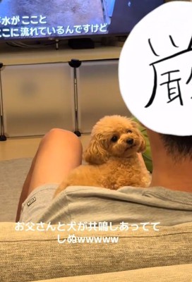 トイプードルのあられちゃん