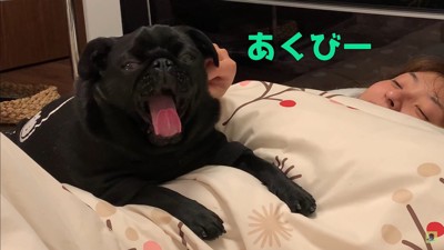 ママさんを介抱するわさび君9