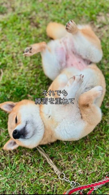 芝生の上で転がる豆柴