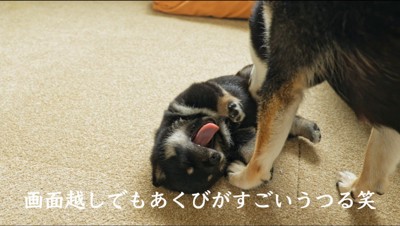 黒い子犬の腹を舐める母親犬