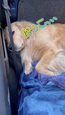 横になったまま飼い主を見つめる犬