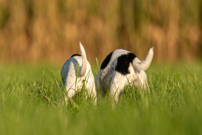 2頭の犬のお尻