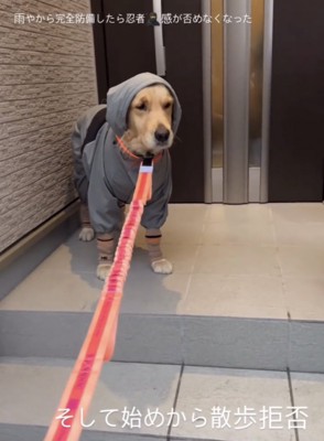 レインウェア姿で佇む犬