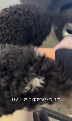 フランくんとママさんの再会4