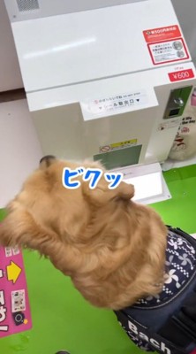 プリクラの機械の案内音声に反応する犬