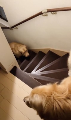 コメちゃん「おいで〜」