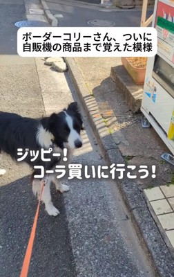 自販機の前のジッピーくん