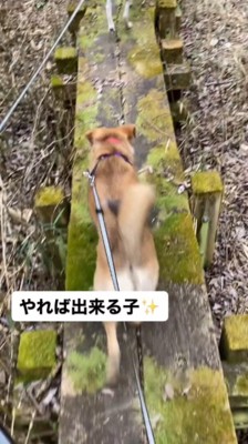 左の遊歩道を進む2匹の犬