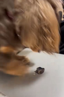 Appleマークを引っかく犬2
