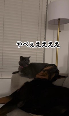 「やべえええ」