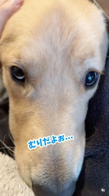 膝に顔を埋める大型犬