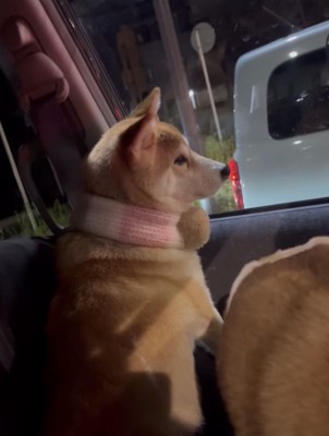 車の外を眺める犬1