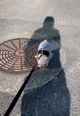 マンホールの上を歩く子犬