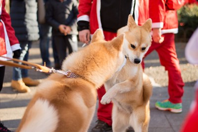 すれ違う犬に飛びつく犬