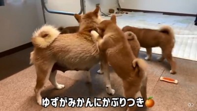 ママにかぶりつくチビーズ