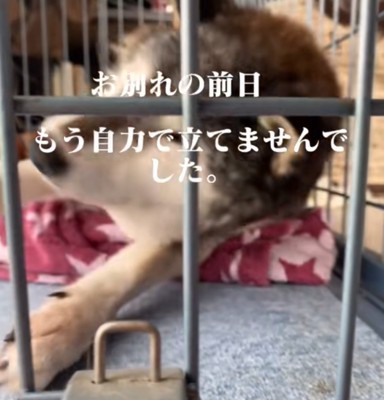 頭を上げて動く犬