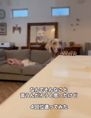 こちらを覗く犬