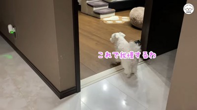 おもちゃを探すナナくん⑩