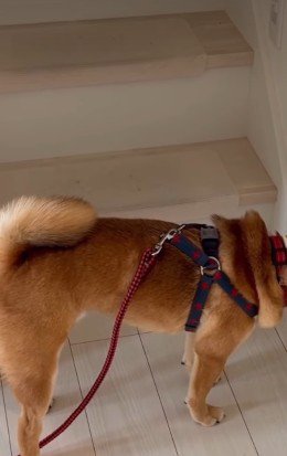 エリザベスカラーへの抵抗