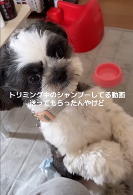 立ち上がる犬