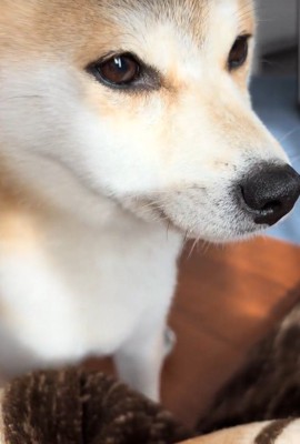 コロコロを要求するクウちゃん4