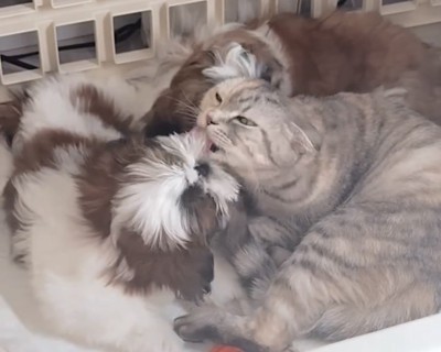 子犬の口元を舐める猫