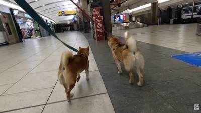 ナラちゃん&ソラくんとママの再会