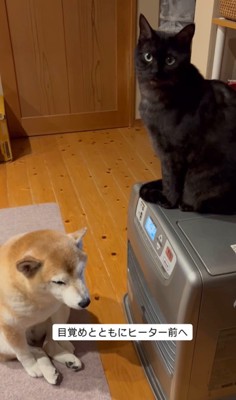 ヒーター前を陣取る茶々ちゃん