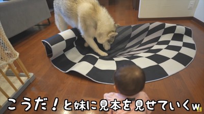 赤ちゃんに掘り方レクチャー