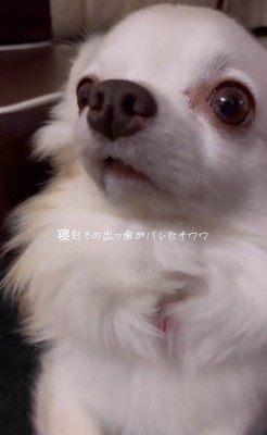 寝起きのありすちゃん2