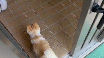 玄関をくぐる犬