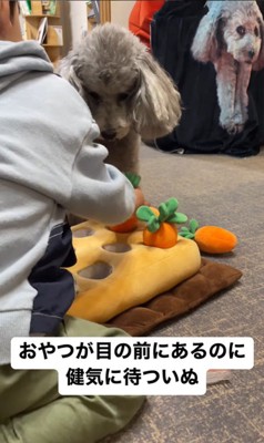 男の子が遊ぶ準備をするのを待つグリィくん5