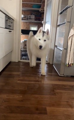 ハスキー3匹を呼んだ時の反応3