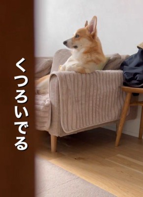 優雅に寛ぐハムちゃん