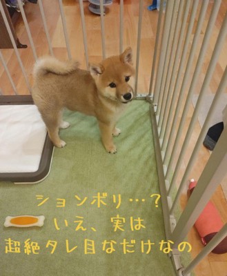 チョコくんの成長記録4