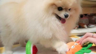 パンチして妨害