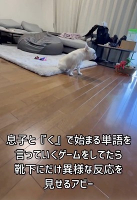 部屋で座っている犬