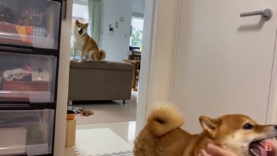 嫉妬するキュウちゃん