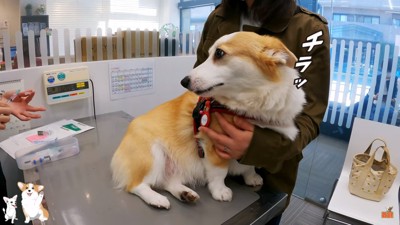 注射器をみるつむぎちゃん