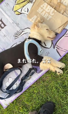 また寝てしまいました!