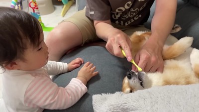 わんこたちも歯磨き