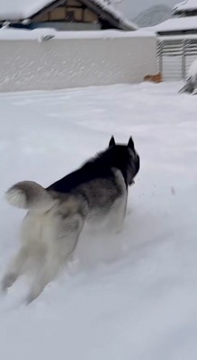 華麗な足さばきで駆けつける