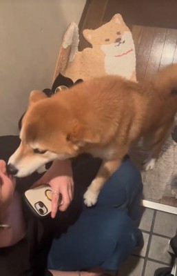 嬉しそうに家族を出迎える柴犬