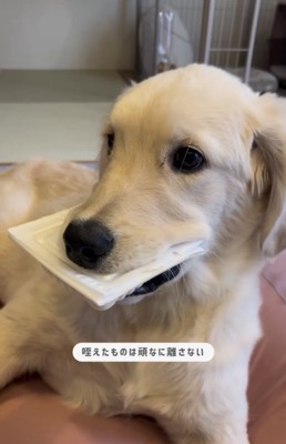 納豆パックを咥える犬