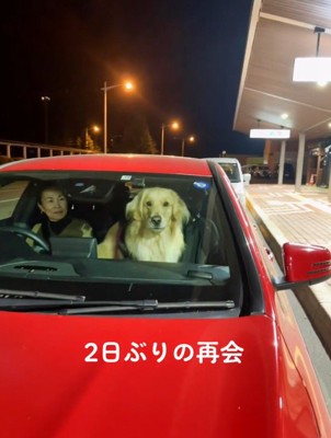 車に近づく女性を見つめる犬
