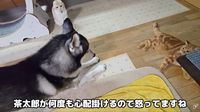 お説教中の親子のような2匹