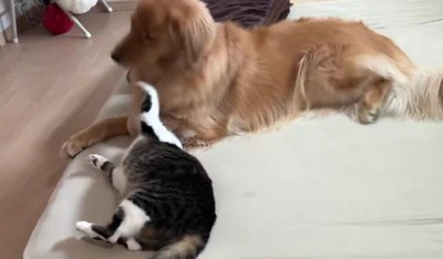 猫パンチされて不服そう