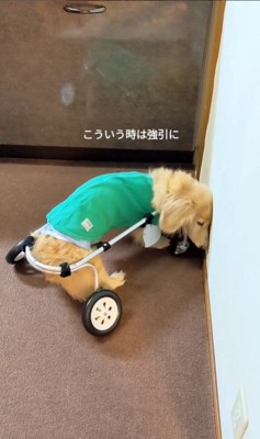 車いすで方向転換するまふぃん君4